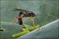 De sluipwesp Hyposoter ebeninus parasiteert een rups van het kleine koolwitje (Pieris rapae) (foto: Tibor Bukovinszky, www.bugsinthepicture.com)