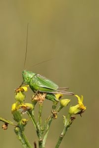 Lichtgroene sabelsprinkhaan (foto: Kim Huskens)