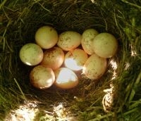 Nest van Grauwe klauwier met tien eieren van twee verschillende vrouwtjes (foto: Rob Voesten)