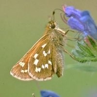 De kommavlinder is voor verschuivingen bijna geheel aangewezen op natuurgebieden (foto: Kars Veling)