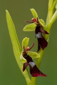 Vliegenorchis heeft bloemen die lijken op een insect (foto: Mark Engels)