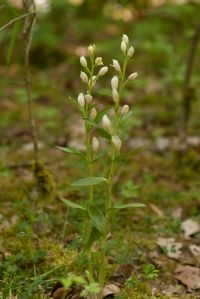 Bleek bosvogeltje (Cephalanthera damasonium) (foto: Mark Engels)