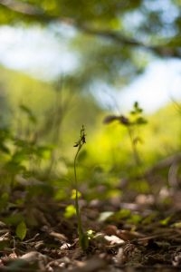 Vliegenorchis komt in Nederland voornamelijk voor in zoomvegetaties van hakhoutbosjes en hellingbossen (foto: Mark Meijrink)