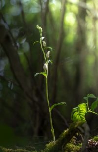 Bleek bosvogeltje (Cephalanthera damasonium) (foto: Menko van der Leij)