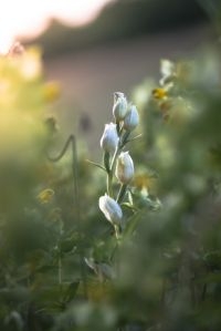 Bleek bosvogeltje (Cephalanthera damasonium) (foto: Menko van der Leij)