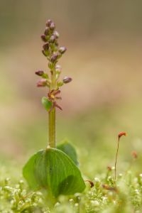 Kleine keverorchis (Neottia cordata) heeft doorgaans een hoogte van enkele centimeters (5 tot 10 centimeter). Let op het sporenkapsel van het mos als een maatstaf (foto: Mark Meijrink)