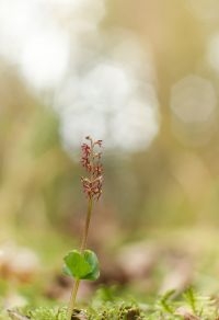 Kleine keverorchis (Neottia cordata) (foto: Mark Meijrink)