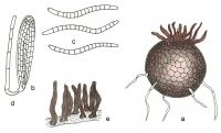 Gekroond kruikzwammetje (afbeelding: Coalescens)