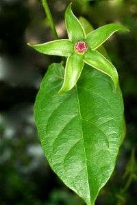 Flower and leaf of the newly discovered milkweed species Gonolobus aloiensis (photo: Carol Gracie)