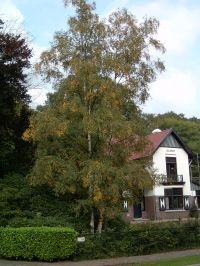 Berk waarvan ongeveer de helft van het blad de herfsttint heeft (foto: Arnold van Vliet)