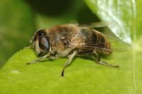 Blinde bij, vrouwtje (foto: Roy Kleukers)