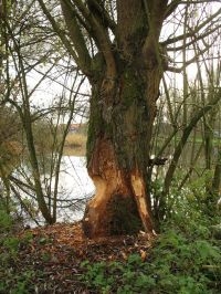 De Bever zorgt voor een dynamisch milieu door het omknagen van bomen (foto: Steven De Saeger)