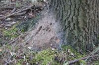 Nest van eikenprocessierups half op en half in de bodem (foto: Henry Kuppen)