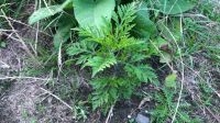 Ambrosiaplant nog niet in bloei (foto: Arnold van Vliet)