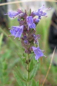 Hyssop (foto: Marcel Hospers)