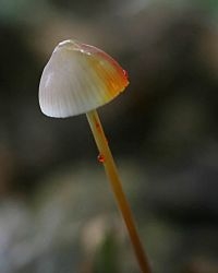 Prachtmycena (foto: Melchior van Tweel)