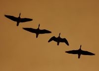 Ganzen in vlucht (foto: Vogelbescherming Nederland)