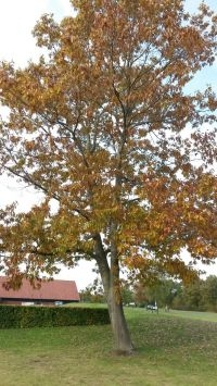 Amerikaanse eik 90 procent bladverkleuring op 21 oktober 2013 in Nooitgedacht (foto: Arnold van Vliet)