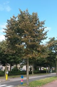 Lindeboom met verkleurende en vallende bladeren (foto: Arnold van Vliet)