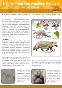 Flyer wasbeerhond (foto: Zoogdiervereniging)