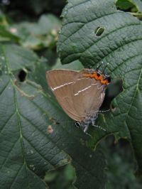 Een groot deel van hun leven brengen iepenpages door in de boomtoppen (foto: Ilf Jacobs)