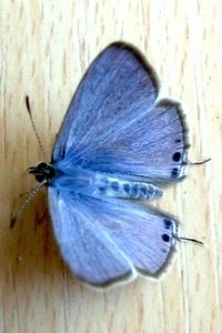 Het tijgerblauwtje (foto: Coby Stapel - van der Zalm)