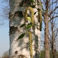 Bloeiende berk (foto: Arnold van Vliet)