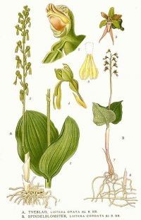 Keverorchis (afbeelding: Carl Axel Magnus Lindman)