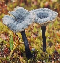 Blauwgroen trechtertje (foto: Menno Boomsluiter)