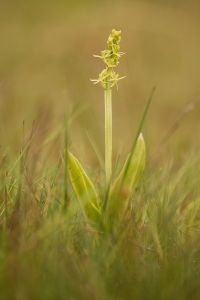 Groenknolorchis (foto: Mark Meijrink)