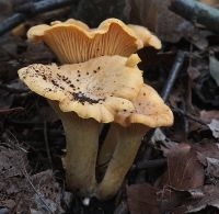 Hanekam, Cantarellus cibarius (foto: Menno Boomsluiter) 