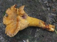 Amethyst cantharel, Cantharellus amethysteus (foto: Menno Boomsluiter)