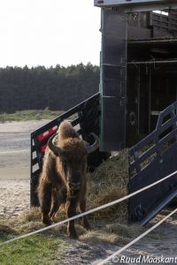 Wisentstier is verhuisd naar duinen bij Zandvoort (foto: Ruud Maaskant)