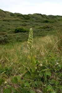 Bokkenorchis in de Kennemerduinen (foto: Jos Lammers)