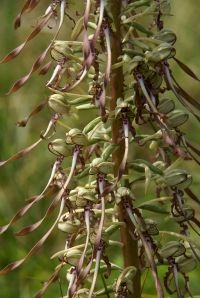 Bokkenorchis heeft opvallende bloemen waarbij de lip lang en spiraalvormig is (foto: Jos Lammers)