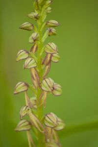 Poppenorchis (foto: Mark Meijrink)