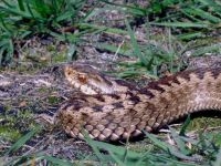 Adder