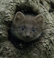 Het eerste natuurbericht van de Zoogdiervereniging was over boommarters (foto: Bram Achterberg)