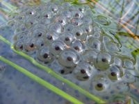 Bruine kikker eitjes