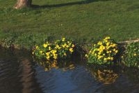 Dotterbloemen (foto: Wout van der Slikke)