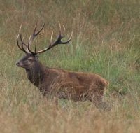 Edelhert (foto: Geert Groot Bruinderink)