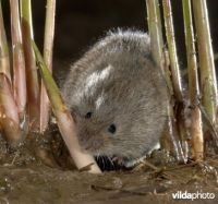 Noordse woelmuis (foto: Rollin Verlinde)