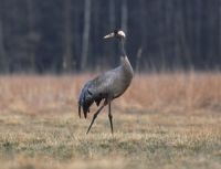 Europese kraanvogel (foto: Marek Szczepanek)