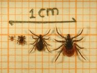 Van links naar rechts: larve, nimf, volwassen mannetje en volwassen vrouwtje (foto: Fedor Gassner)
