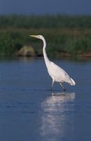 Grote zilverreiger (foto: Marek Szczepanek)