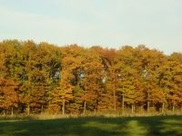 Bos in de herfst (foto: Anne Oosterbaan)