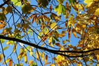 Herfstkleuren (foto: Wout van der Slikke)