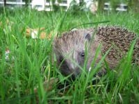 Egel (Foto: Mireille de Heer)