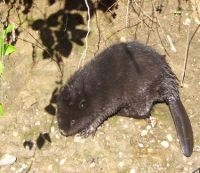 Jonge bever (foto: Toon de Roeper)