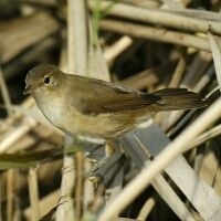 Kleine Karekiet (foto: Piet Munsterman, Saxifraga)